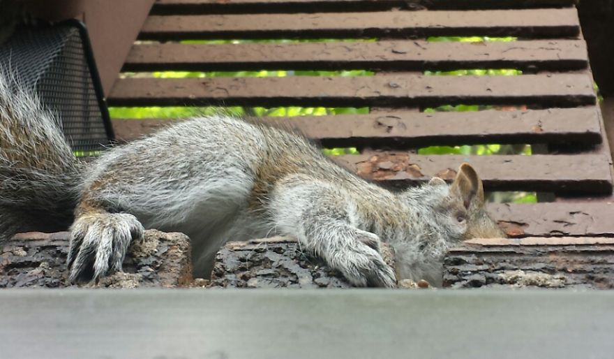 This Squirrel Showed Up On My Fire Escape And She Wasn't Alone This Squirrel Showed Up On My Fire Escape And She Wasn't Alone