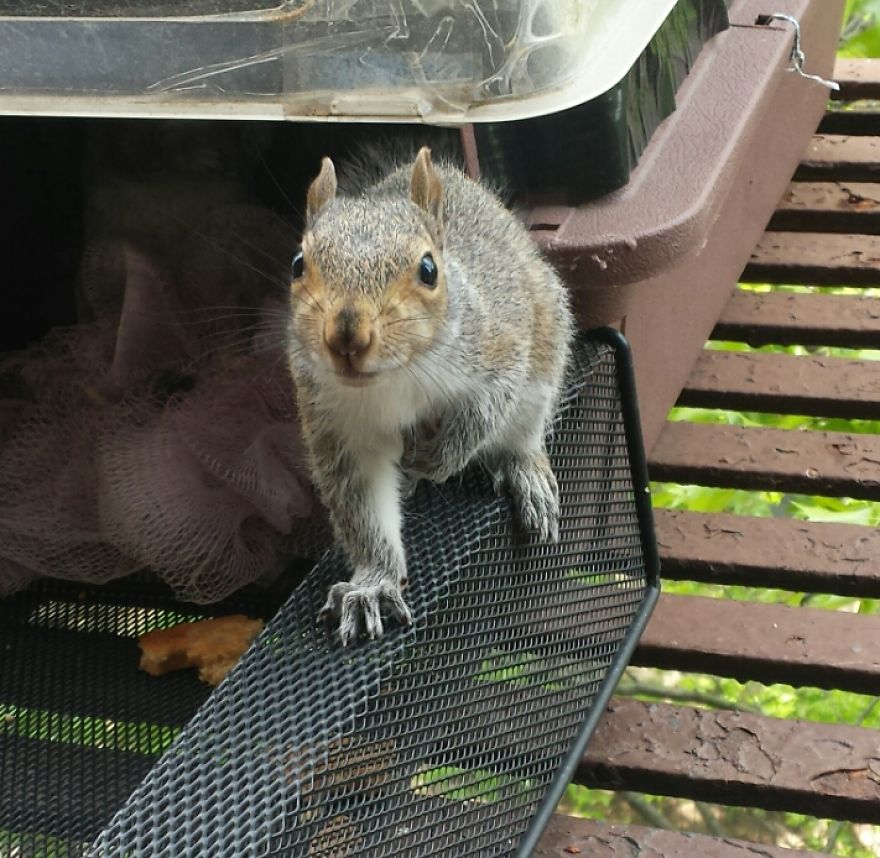 This Squirrel Showed Up On My Fire Escape And She Wasn't Alone This Squirrel Showed Up On My Fire Escape And She Wasn't Alone