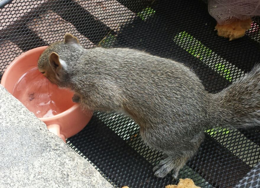 This Squirrel Showed Up On My Fire Escape And She Wasn't Alone This Squirrel Showed Up On My Fire Escape And She Wasn't Alone
