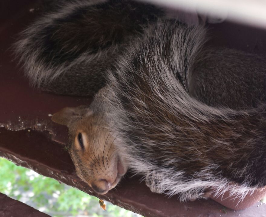 This Squirrel Showed Up On My Fire Escape And She Wasn't Alone This Squirrel Showed Up On My Fire Escape And She Wasn't Alone