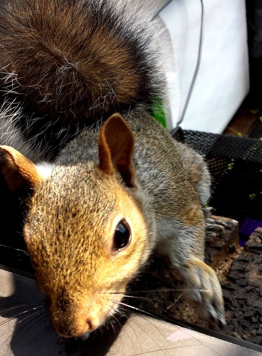 This Squirrel Showed Up On My Fire Escape And She Wasn't Alone This Squirrel Showed Up On My Fire Escape And She Wasn't Alone