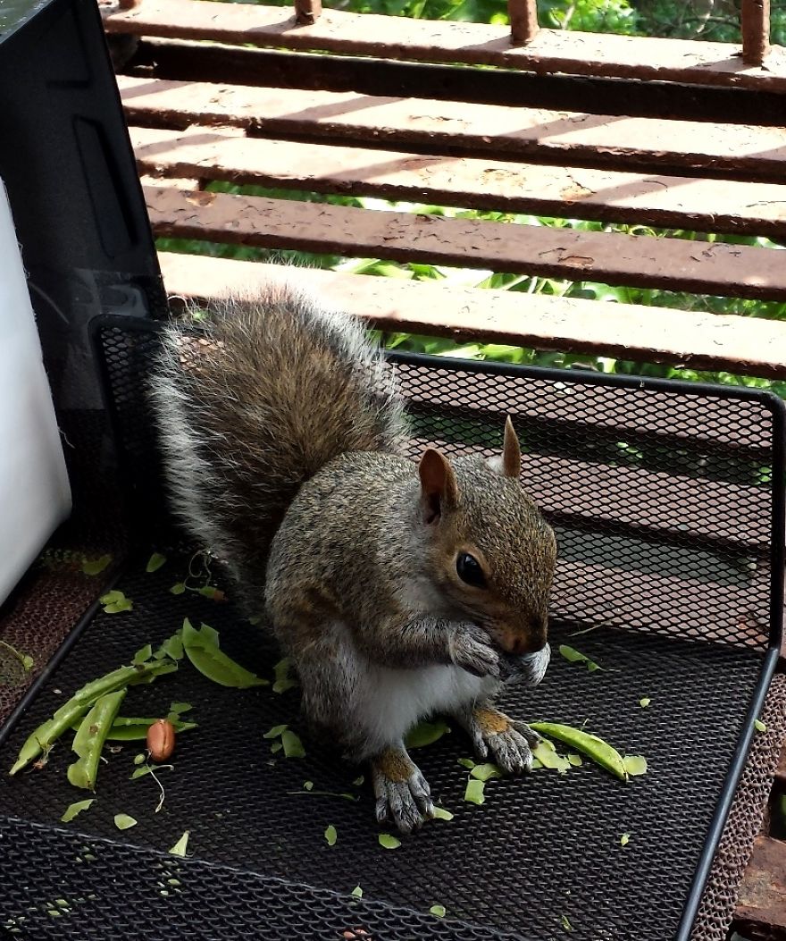 This Squirrel Showed Up On My Fire Escape And She Wasn't Alone This Squirrel Showed Up On My Fire Escape And She Wasn't Alone