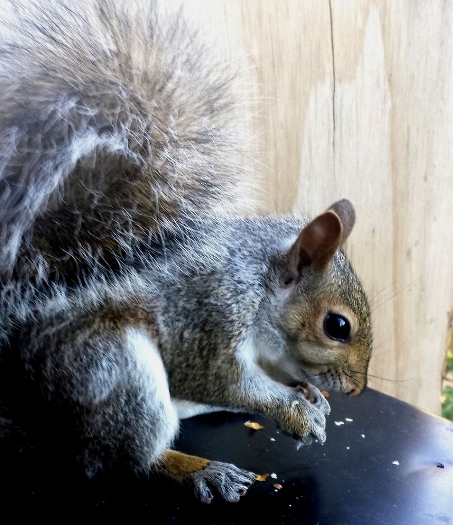 This Squirrel Showed Up On My Fire Escape And She Wasn't Alone This Squirrel Showed Up On My Fire Escape And She Wasn't Alone