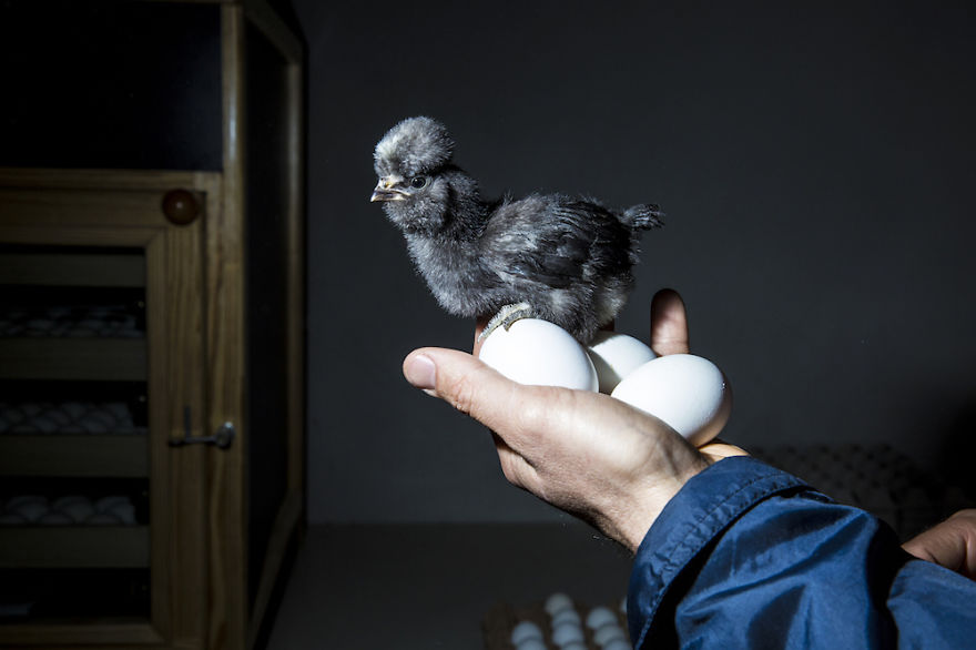 I Photograph Model-Like Portraits Of Stylish Chickens