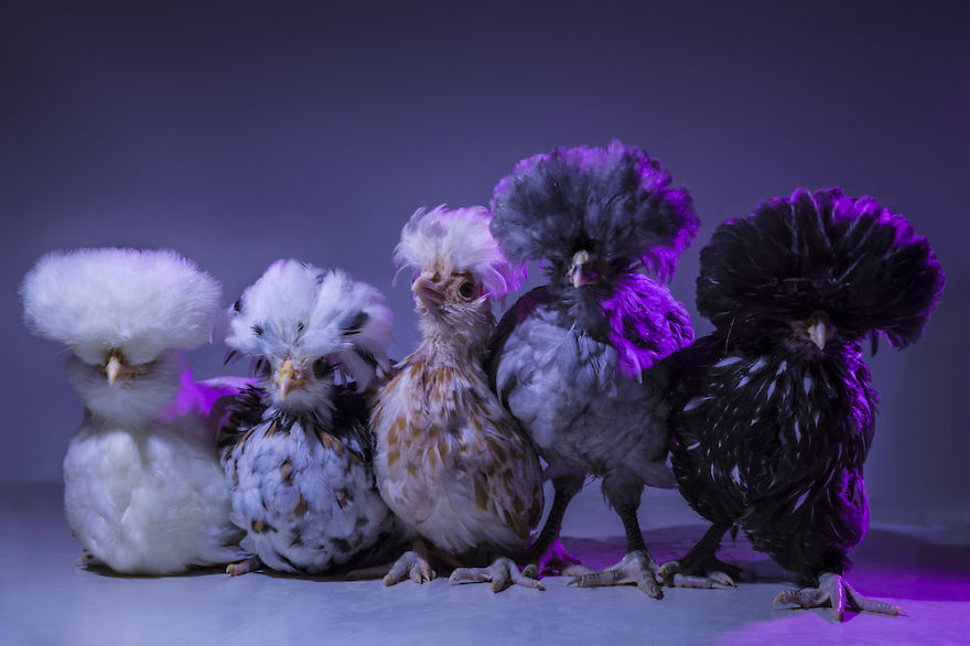 I Photograph Model-Like Portraits Of Stylish Chickens I Photograph Model-Like Portraits Of Stylish Chickens