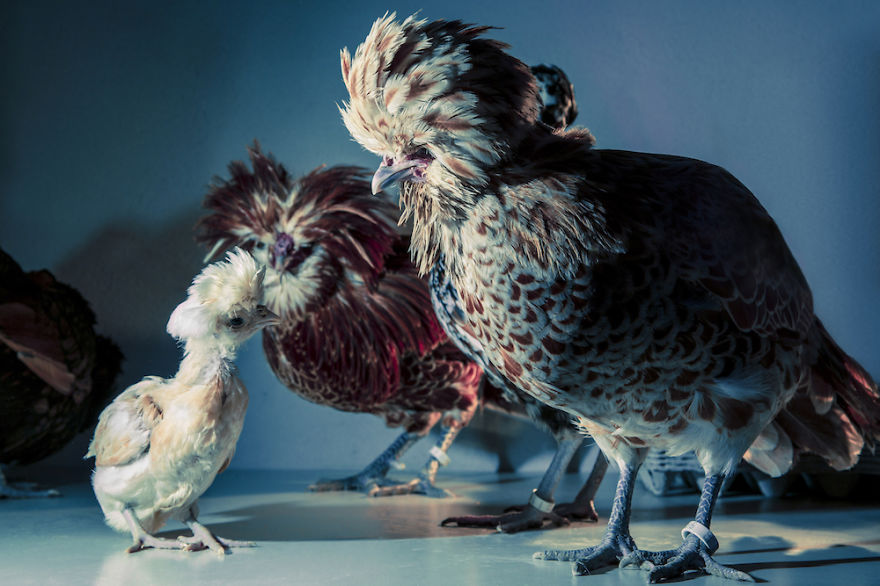 I Photograph Model-Like Portraits Of Stylish Chickens I Photograph Model-Like Portraits Of Stylish Chickens