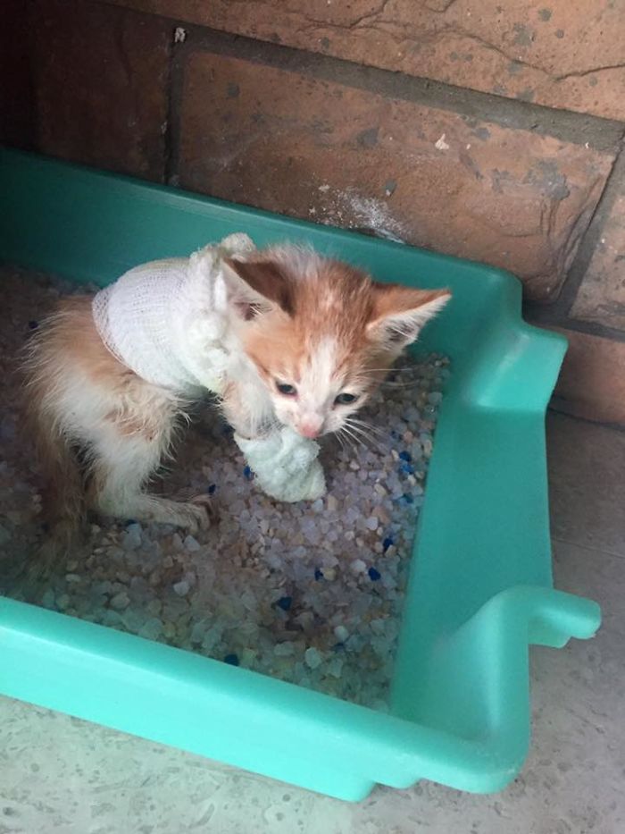 We Rescued A Kitty From A Factory We Rescued A Kitty From A Factory