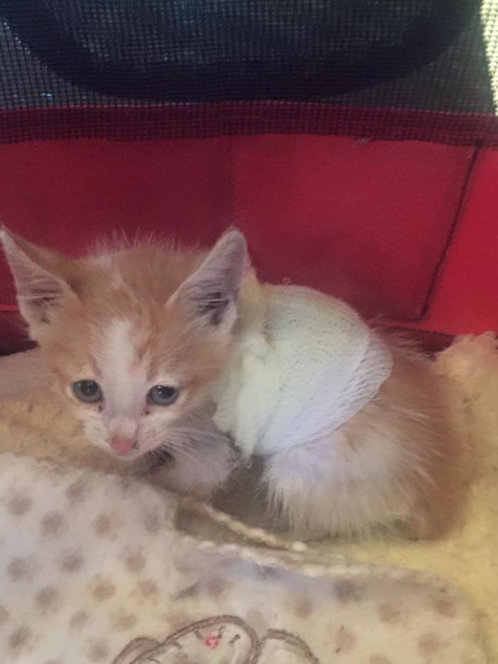 We Rescued A Kitty From A Factory