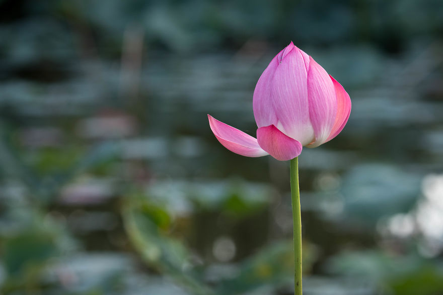 I Wake Up At 3:50 To Shoot Lotus Flowers I Wake Up At 3:50 To Shoot Lotus Flowers