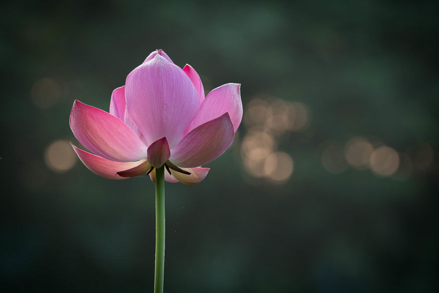 I Wake Up At 3:50 To Shoot Lotus Flowers