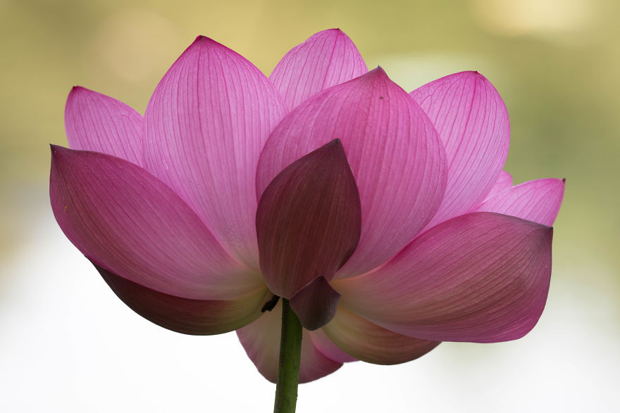 I Wake Up At 3:50 To Shoot Lotus Flowers