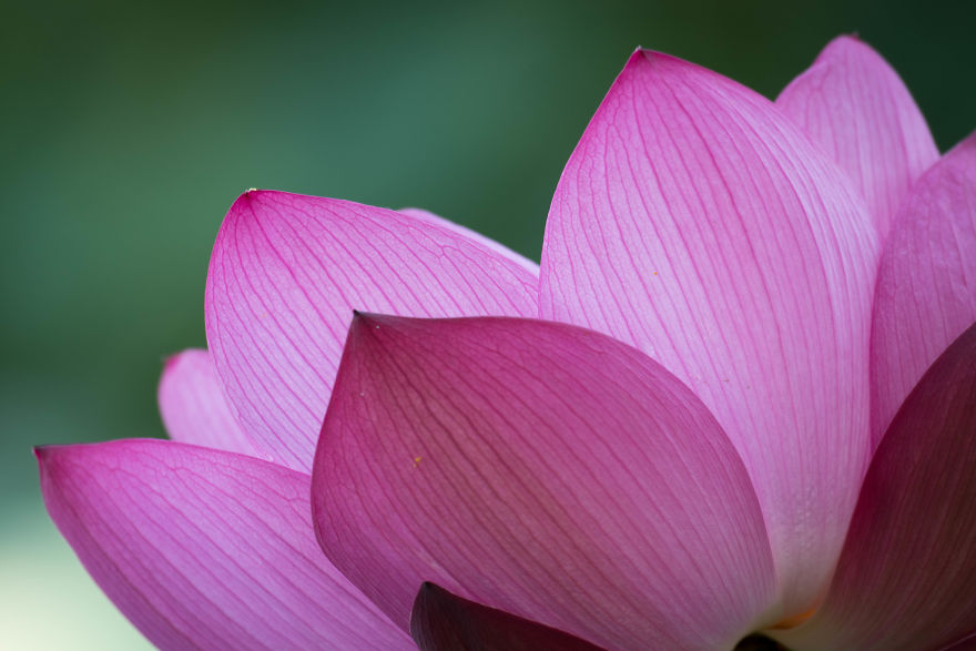 I Wake Up At 3:50 To Shoot Lotus Flowers