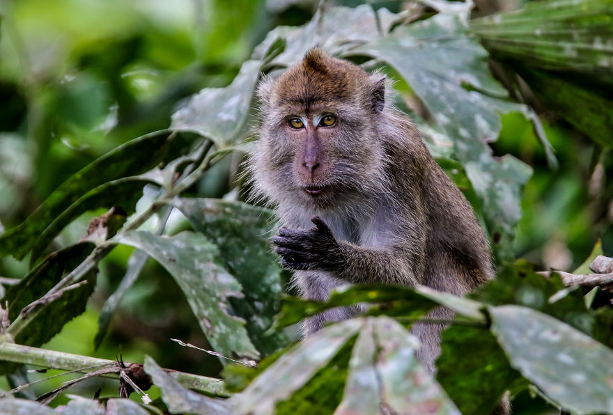 I've Been Exploring Borneo Rainforest And Here Are My Jungle Friends That Need Our Protection
