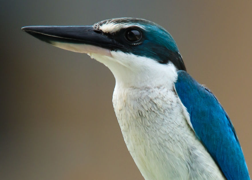 I've Been Exploring Borneo Rainforest And Here Are My Jungle Friends That Need Our Protection I've Been Exploring Borneo Rainforest And Here Are My Jungle Friends That Need Our Protection