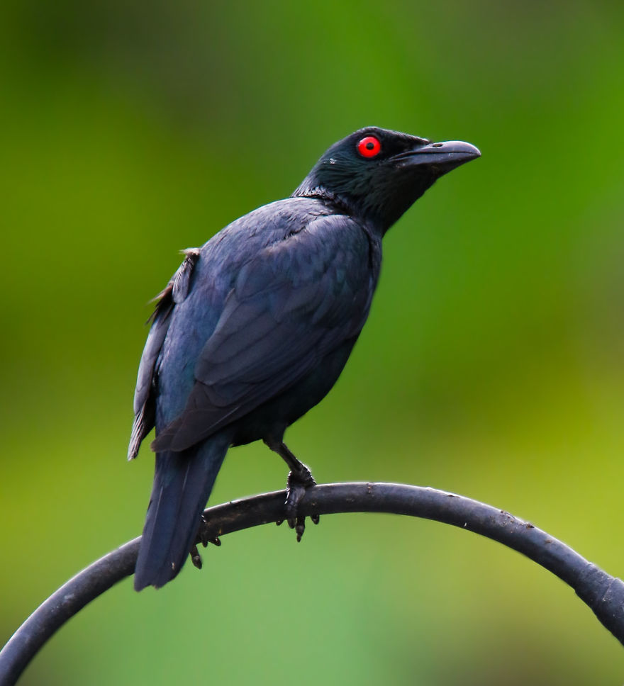 I've Been Exploring Borneo Rainforest And Here Are My Jungle Friends That Need Our Protection I've Been Exploring Borneo Rainforest And Here Are My Jungle Friends That Need Our Protection
