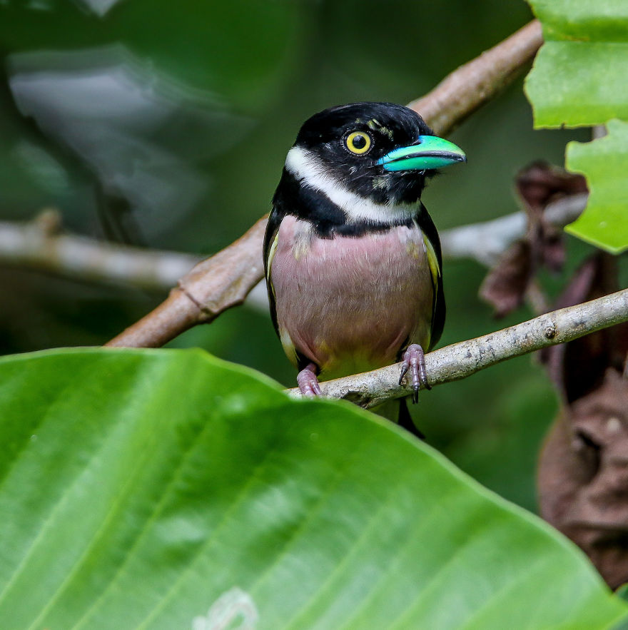 I've Been Exploring Borneo Rainforest And Here Are My Jungle Friends That Need Our Protection