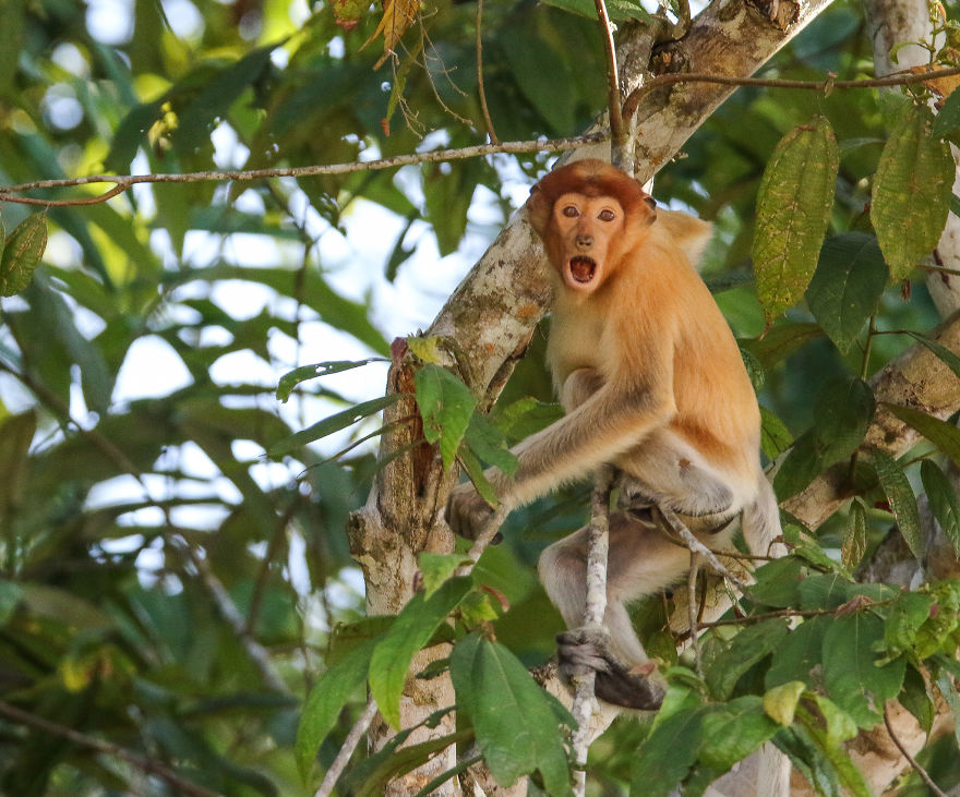I've Been Exploring Borneo Rainforest And Here Are My Jungle Friends That Need Our Protection I've Been Exploring Borneo Rainforest And Here Are My Jungle Friends That Need Our Protection