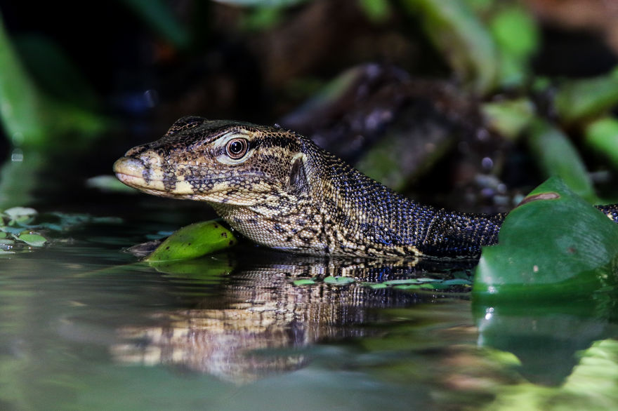 I've Been Exploring Borneo Rainforest And Here Are My Jungle Friends That Need Our Protection