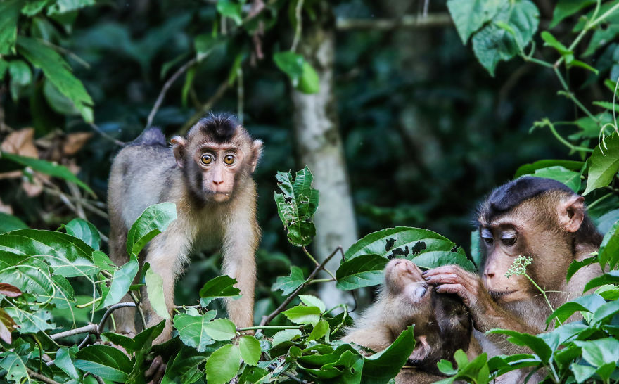 I've Been Exploring Borneo Rainforest And Here Are My Jungle Friends That Need Our Protection I've Been Exploring Borneo Rainforest And Here Are My Jungle Friends That Need Our Protection