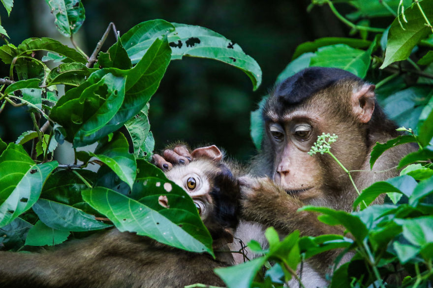 I've Been Exploring Borneo Rainforest And Here Are My Jungle Friends That Need Our Protection