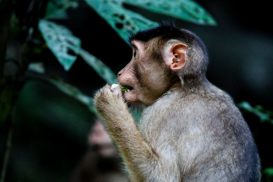 I've Been Exploring Borneo Rainforest And Here Are My Jungle Friends That Need Our Protection