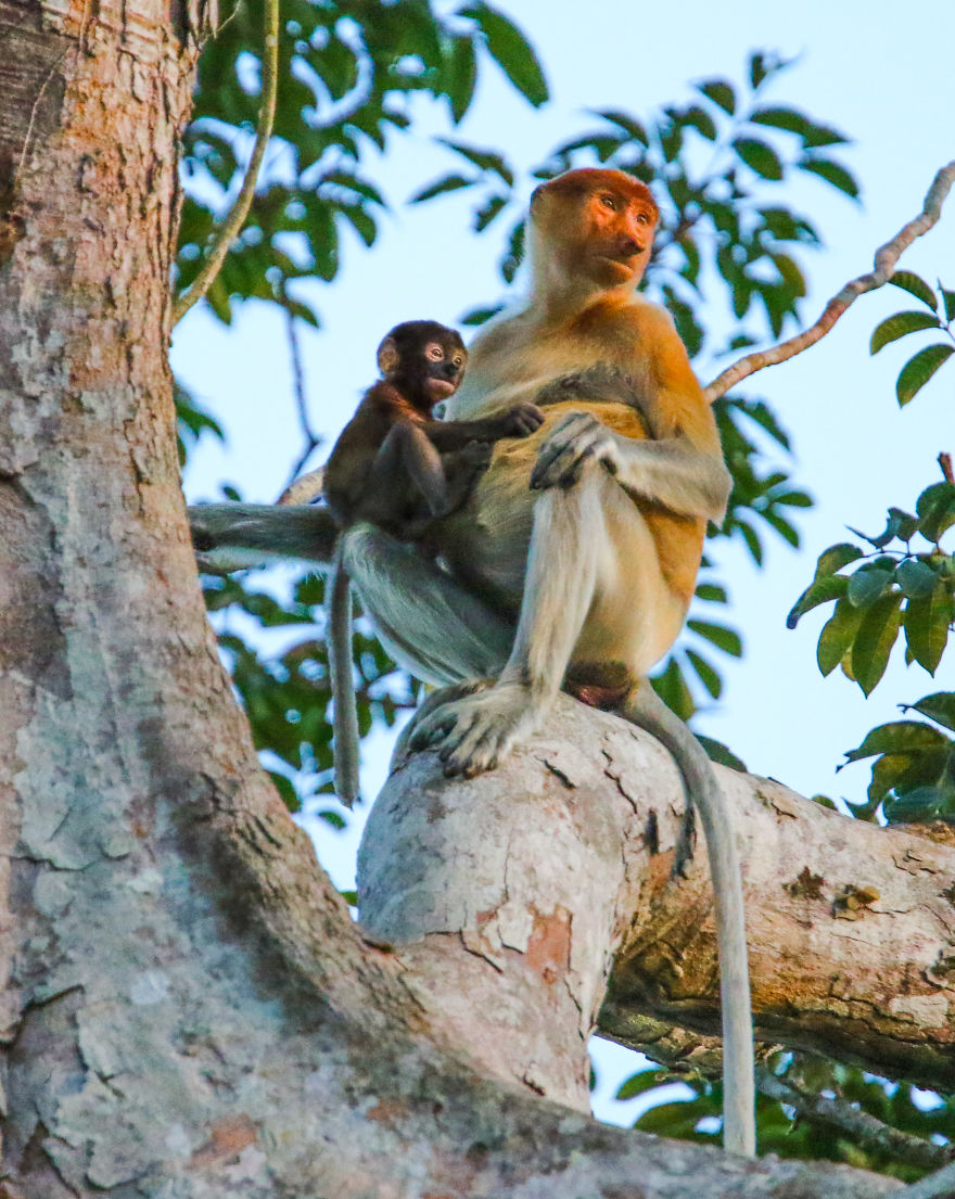 I've Been Exploring Borneo Rainforest And Here Are My Jungle Friends That Need Our Protection