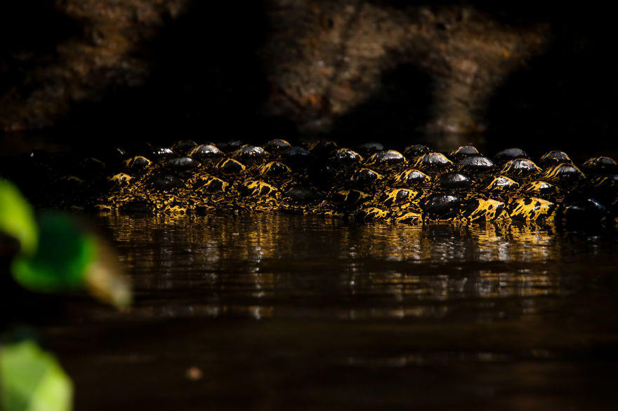 I've Been Exploring Borneo Rainforest And Here Are My Jungle Friends That Need Our Protection