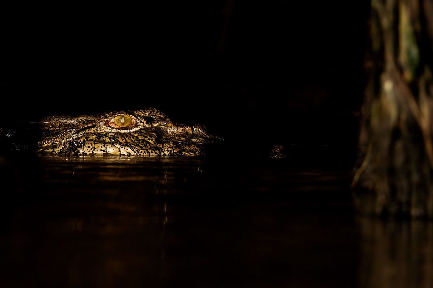 I've Been Exploring Borneo Rainforest And Here Are My Jungle Friends That Need Our Protection