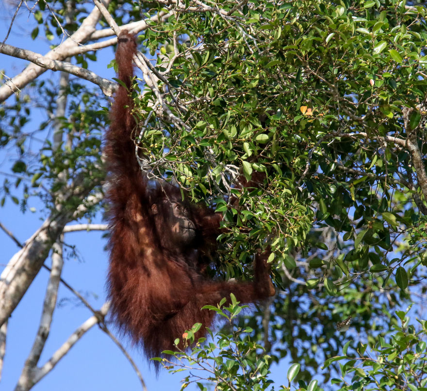 I've Been Exploring Borneo Rainforest And Here Are My Jungle Friends That Need Our Protection