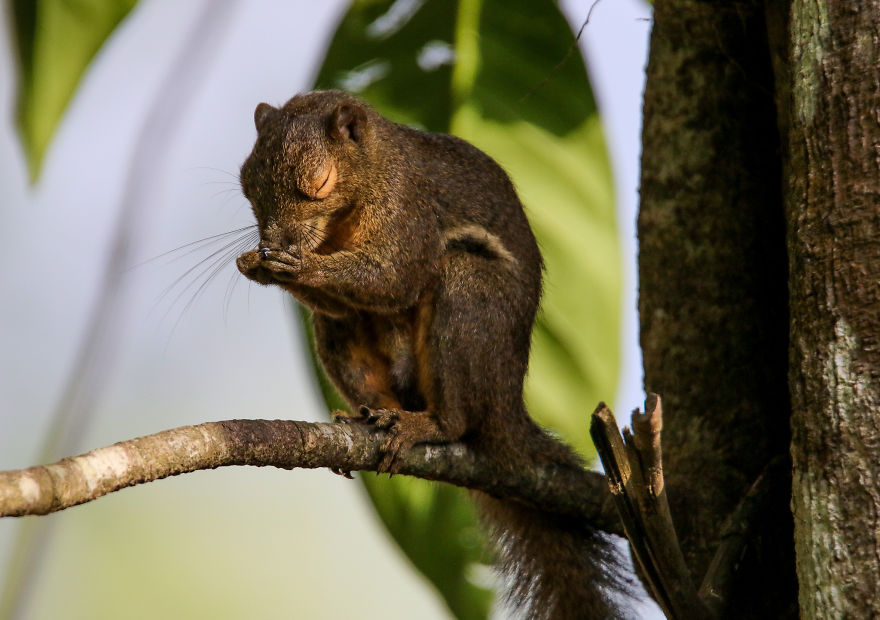 I've Been Exploring Borneo Rainforest And Here Are My Jungle Friends That Need Our Protection