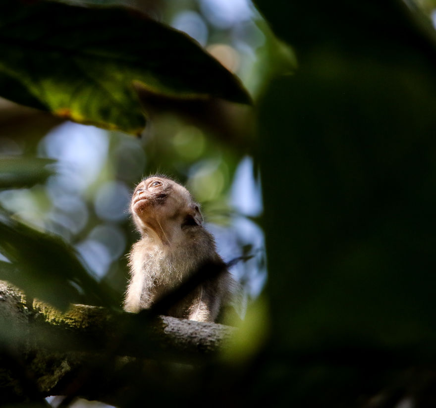 I've Been Exploring Borneo Rainforest And Here Are My Jungle Friends That Need Our Protection