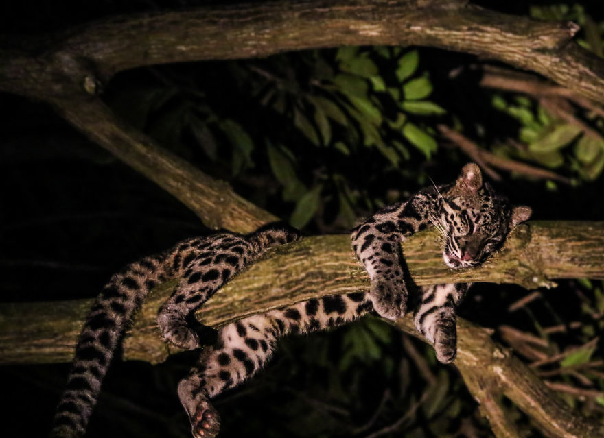 I've Been Exploring Borneo Rainforest And Here Are My Jungle Friends That Need Our Protection