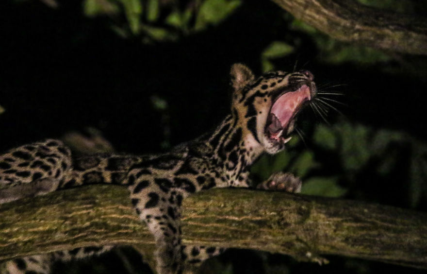 I've Been Exploring Borneo Rainforest And Here Are My Jungle Friends That Need Our Protection I've Been Exploring Borneo Rainforest And Here Are My Jungle Friends That Need Our Protection