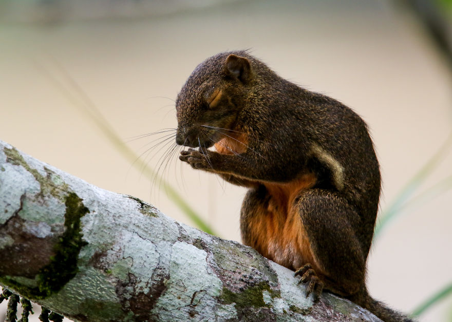 I've Been Exploring Borneo Rainforest And Here Are My Jungle Friends That Need Our Protection