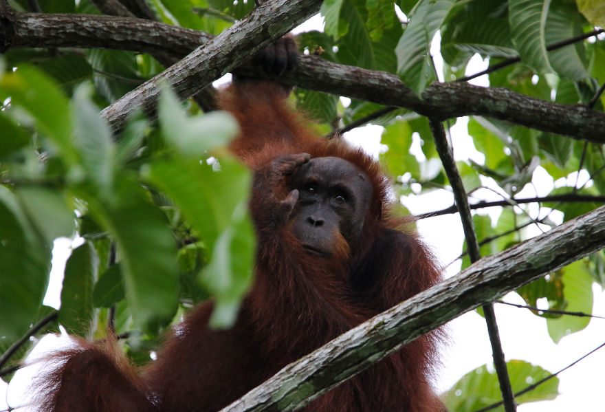 I've Been Exploring Borneo Rainforest And Here Are My Jungle Friends That Need Our Protection