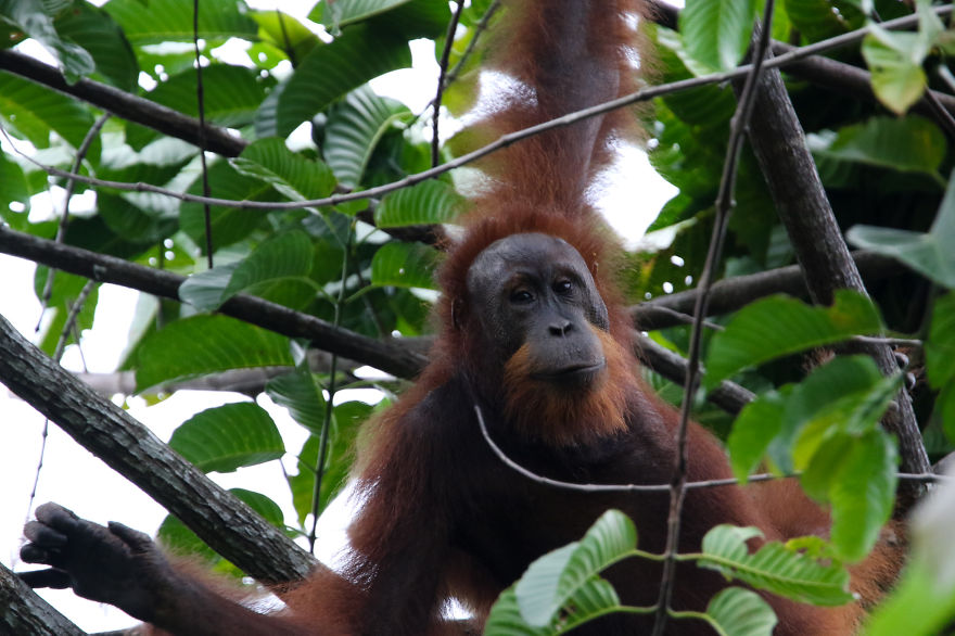 I've Been Exploring Borneo Rainforest And Here Are My Jungle Friends That Need Our Protection