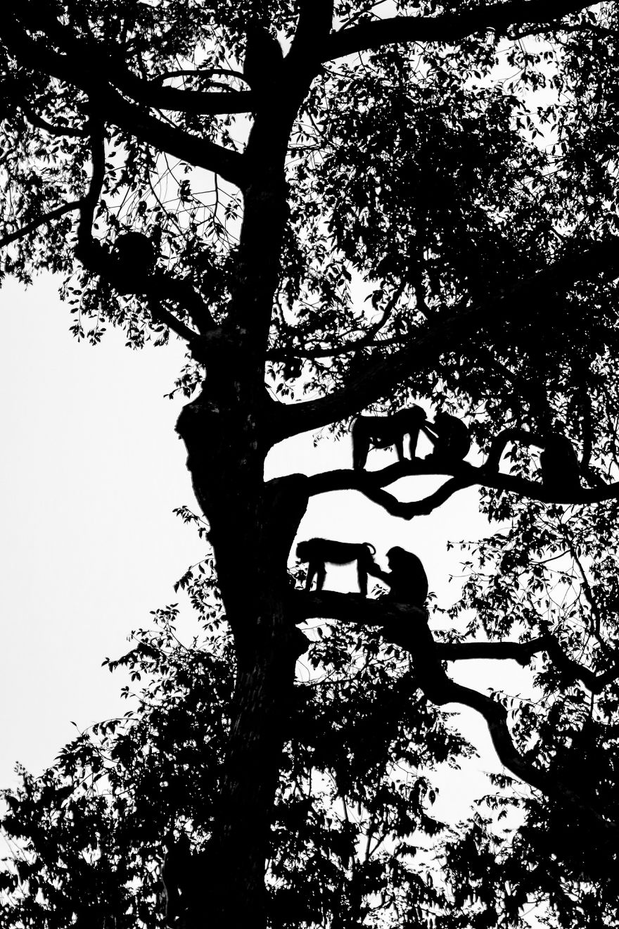 I've Been Exploring Borneo Rainforest And Here Are My Jungle Friends That Need Our Protection I've Been Exploring Borneo Rainforest And Here Are My Jungle Friends That Need Our Protection