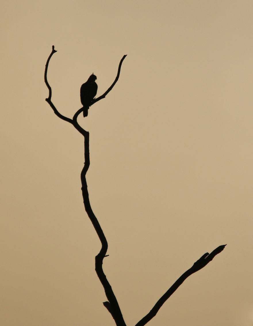 I've Been Exploring Borneo Rainforest And Here Are My Jungle Friends That Need Our Protection