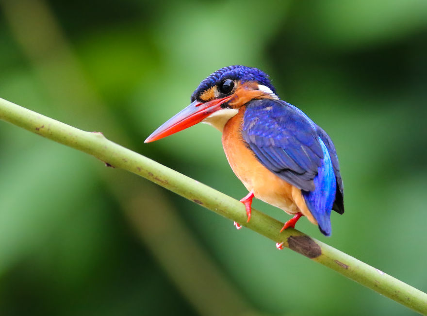 I've Been Exploring Borneo Rainforest And Here Are My Jungle Friends That Need Our Protection I've Been Exploring Borneo Rainforest And Here Are My Jungle Friends That Need Our Protection