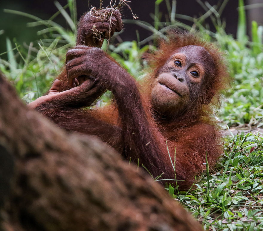 I've Been Exploring Borneo Rainforest And Here Are My Jungle Friends That Need Our Protection I've Been Exploring Borneo Rainforest And Here Are My Jungle Friends That Need Our Protection