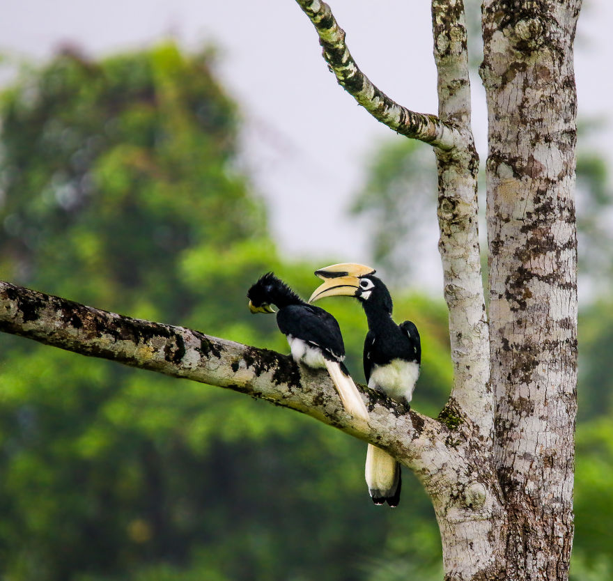 I've Been Exploring Borneo Rainforest And Here Are My Jungle Friends That Need Our Protection