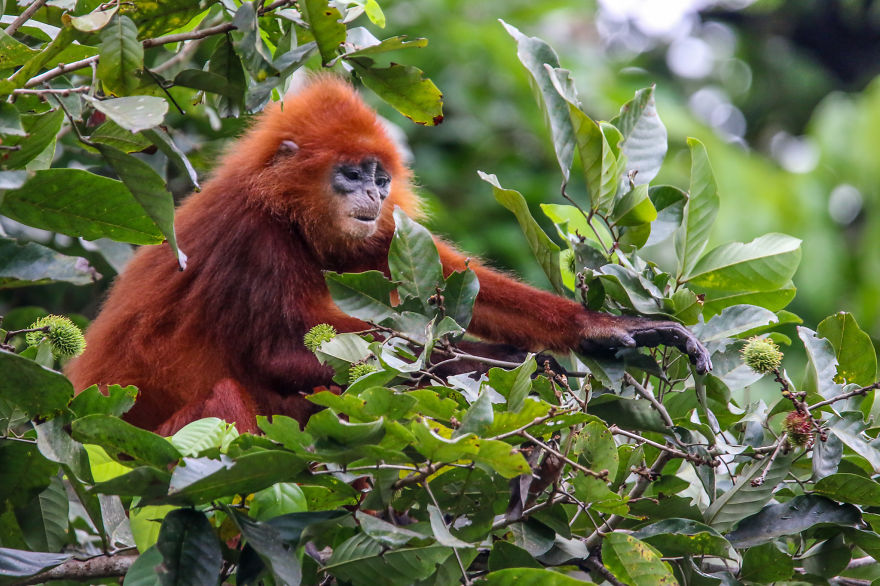 I've Been Exploring Borneo Rainforest And Here Are My Jungle Friends That Need Our Protection