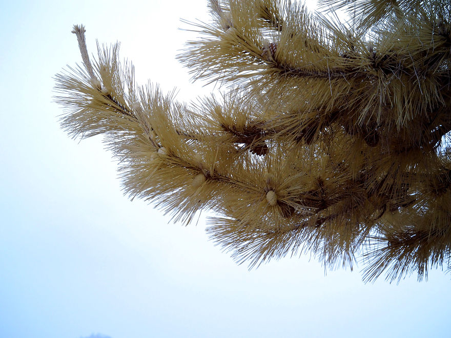I Took Infrared Photos Of Japan To Show It In A New Light I Took Infrared Photos Of Japan To Show It In A New Light