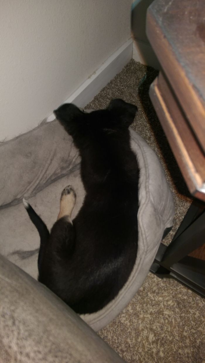 The Cats Weren't Too Happy