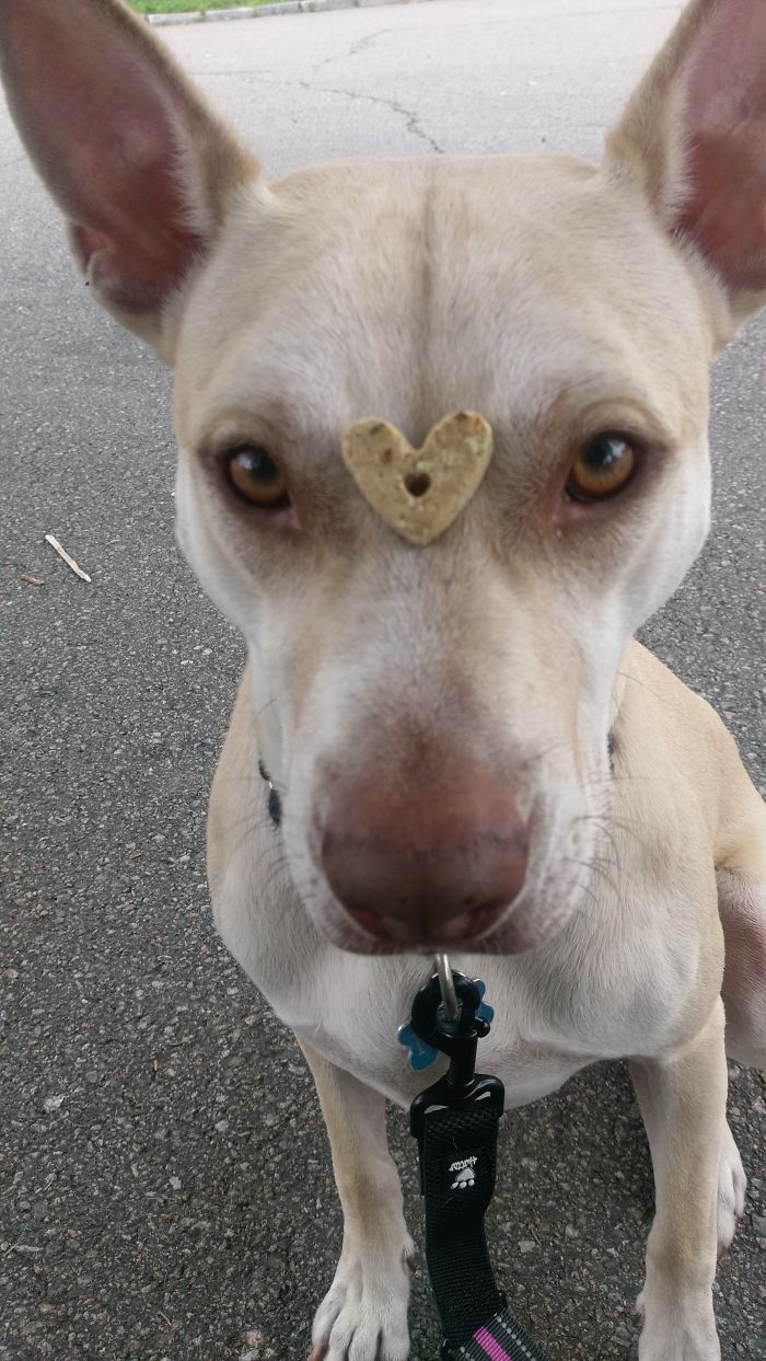 Our Once Abandoned Puppy....