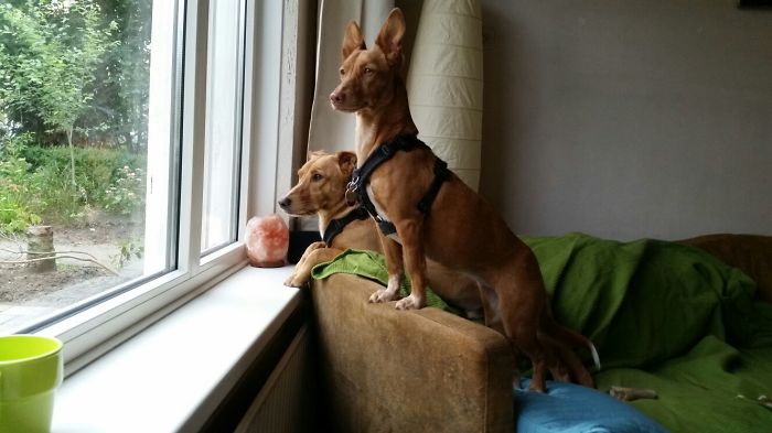 We Got Adopted But Now Were Bussie Waiting For Our Daddy!!