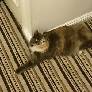 adibogoyavlenska avatar