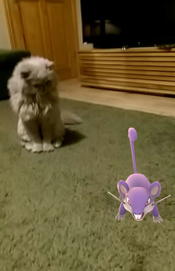 Fluffy cat staring at a Rattata in Pokémon Go on a green carpet, highlighting pets and Pokémon interaction.