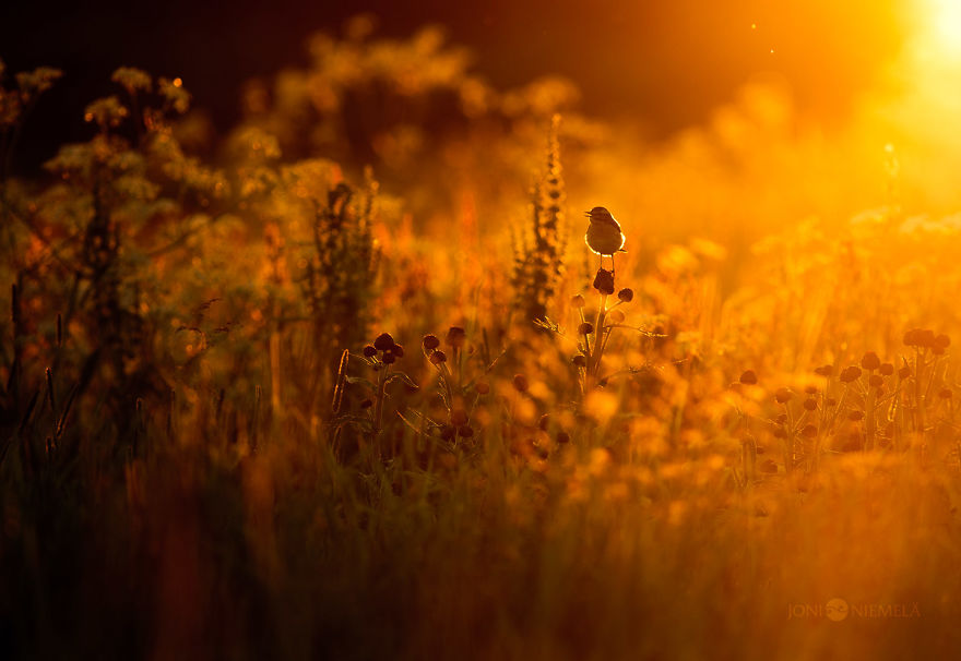 Details Of Short But Beautiful Summer In My Homeland Finland