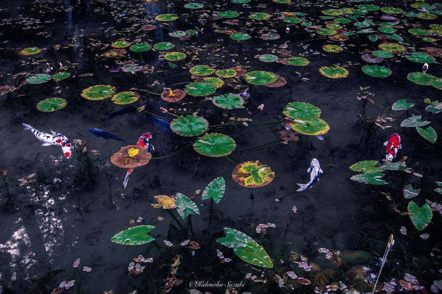 'Monet's Pond' In Japan That Looks Like Monet's Paintings